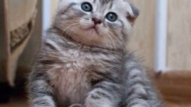 3 ОШИБКИ ПРИ ИГРЕ С КОТОМ смотреть онлайн