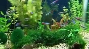 Самые популярные рыбки. Аквариум на 30 литров