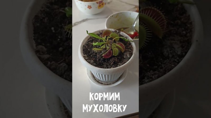 Кормим мухоловку (Dionaea muscipula) #shorts #short