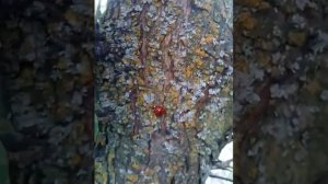 божья коровки и их яйца