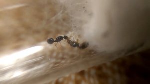 Трофолаксис двух маток Solenopsis fugax