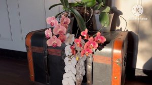 Домашнее #цветениеорхидеи #тулон #phaltoulon , составляем композицию из орхидей правильно 🌸🙏🏻🫶🏻