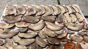 Как сушить грибы