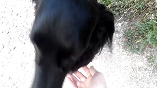 Наша Дейзи английский кокер-спаниель.