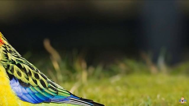 Відгадай пташку за її голосом/пізнавальне відео про спів птахів/звуки та назви птахів для дітей