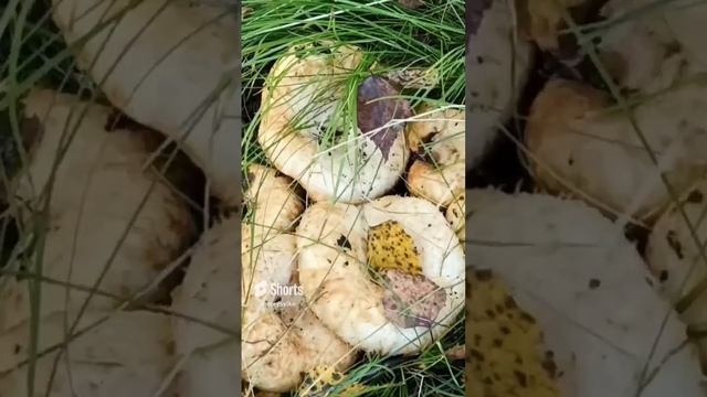 #тихаяохота # смотреть онлайн