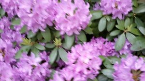РАЙСКИЙ САД БОГОРОДИЦЫ полное цветение рододендрона КАТЕВБИНСКИЙ ГРАНДИФЛОРУМ 24.05.2023 года