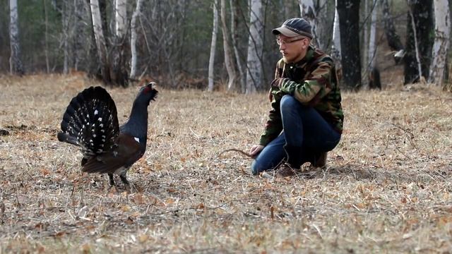 Смелый глухарь / Fearless western capercaillie смотреть онлайн