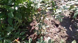 Базальные побеги у Роз.Результат подкормок.