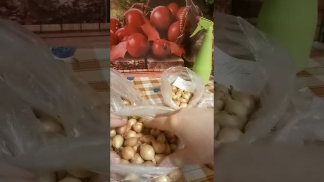 Лук севок!!! Сорта!!! Обзор!!! смотреть онлайн