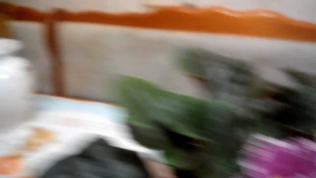 Фиалка смотреть онлайн