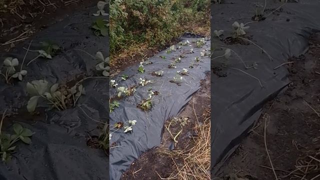Посадка клубники после выкопки картофеля. смотреть онлайн