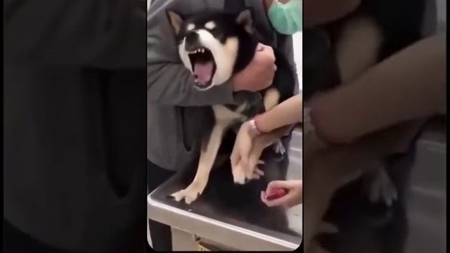 СОБАЧКИ ? ? ?