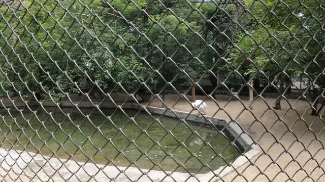 Поездка Новосибирск (Аквапарк, Зоопарк, Аттракционы), Красноярск (парк), Братск смотреть онлайн