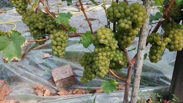 Цитронный Магарача, средний цитронно-мускатный сорт винограда