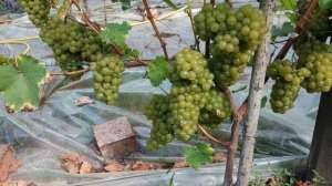 Цитронный Магарача, средний цитронно-мускатный сорт винограда