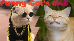 Смешные коты #45.mp4