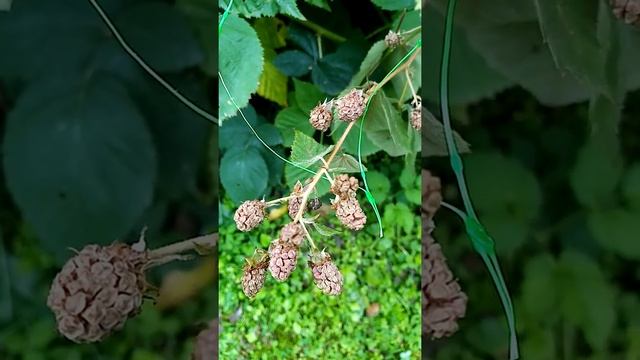 зимующим птицам - оставим семена. смотреть онлайн