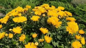 Особенности осенней обрезки лилейника и хризантемы корейской.