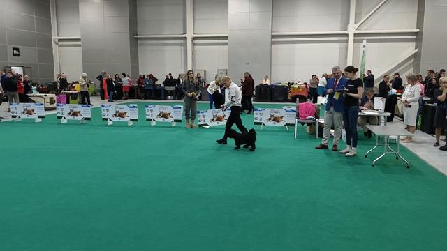 Собанеевка 2024 тибетский терьер(3) смотреть онлайн