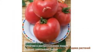 Томат обыкновенный Грандесса (grandessa) ? томат Грандесса обзор: как сажать семена томата Грандесс