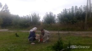 Встал желудок у теленка?/чем лечить!