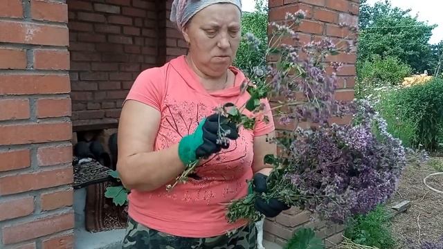 Лесная клубника на витамины. Душицу и зверобой сушим и ферментируем. смотреть онлайн