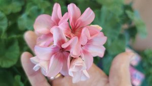 Пеларгония Стар из семян. Рисунок на пакете, описание и реальная картина
