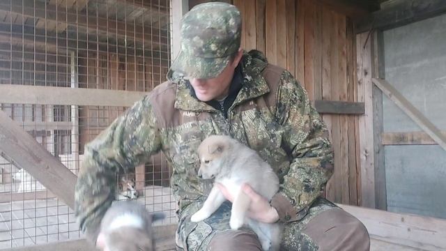 Щенки лайки/Выбор щенка/Клички для щенков/Последний день вместе!