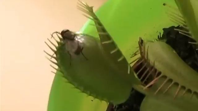 Цветок хищник смотреть онлайн