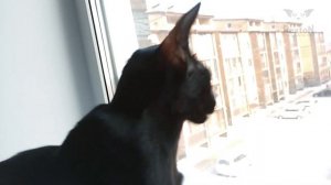 Oriental Shorthair Cat Talking | Black Oriental Cat Meowing | Oriental Shorthair Honk