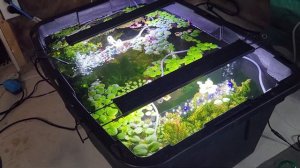 How To Prepare, Propagate and Plant Your Cryptocoryne!