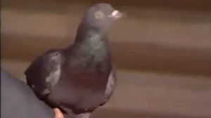 Волшебник с ручным голубем и Юрий Лонго - 100 лет тому назад...