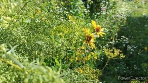 О лености. Святые отцы Оптиной пустыни.