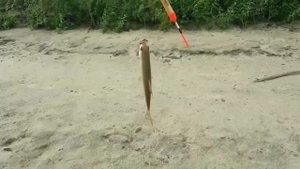 Рыбалка около Сургута на Юганской Оби в районе понтонной переправы