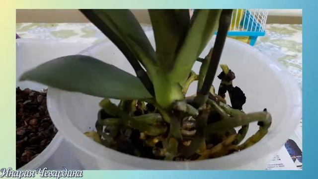 Как пересадить орхидею