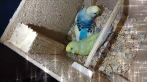 волнистые попугайчики,новорожденный птенец попугая