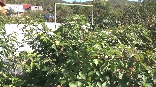 Дачные советы Галины Старосельцевой Сентябрь 07-2023 смотреть онлайн