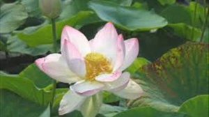 Китайская лечебная успокаивающая музыка для глубокого сна