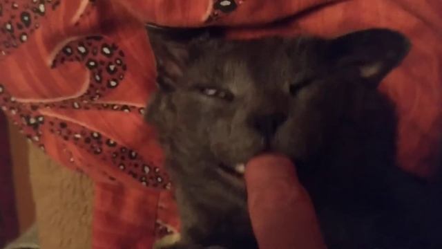 Крепкий сон кота смотреть онлайн