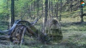 Встречи на Аяне. Животные плато Путорана / Photo trap. Animals of Siberia. / Сибирь