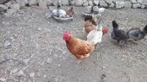 Курица кукарекает, вместо петуха.