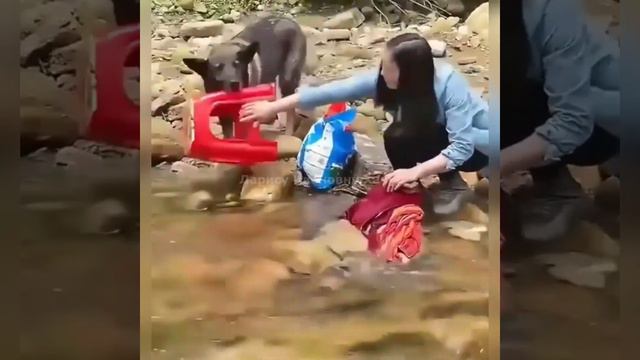 И как вообще после этого можно обижать собак и кошек🥺 смотреть онлайн