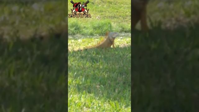 Yellow Iguana Taking Sunbath ?#shorts #viral #animals #iguana #zoboya