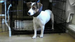 джек рассел терьер воспитание дрессировка Аргус-М