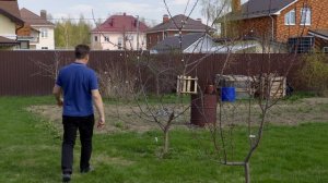 выращивание кукурузы рассадным способом