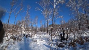Охота на кабана с лайкой и Русской гончей. поймали поросенка