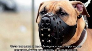 Стаффордширский бультерьер: английский и американский