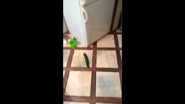 Cats vs Cucumber / Коты против огруцов смотреть онлайн
