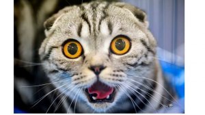 Ультразвук который пугает котов и кошек